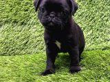 A Kalite Pug Mobs