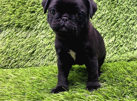 A Kalite Pug Mobs görsel