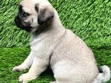 A Kalite Pug Mobs