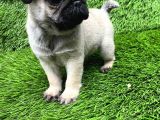 A Kalite Pug Mobs
