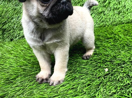 A Kalite Pug Mobs görsel
