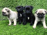 A kalite pug mobs