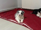 Zeka Küpü Border Colie