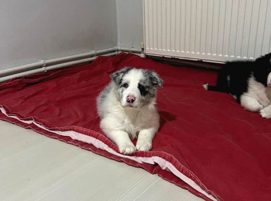Zeka Küpü Border Colie görsel