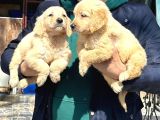 Baby Face Golden Retriever