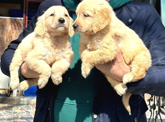 Baby Face Golden Retriever görsel