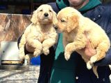 Baby Face Golden Retriever