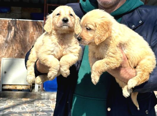 Baby Face Golden Retriever görsel