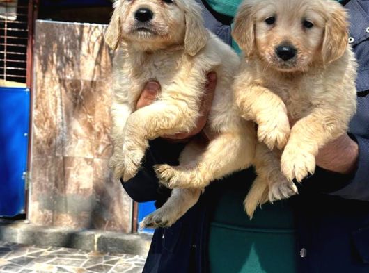 Baby Face Golden Retriever