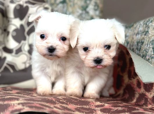 Teacup Maltese Terier görsel