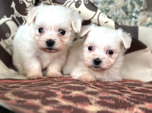 Teacup Maltese Terier görsel