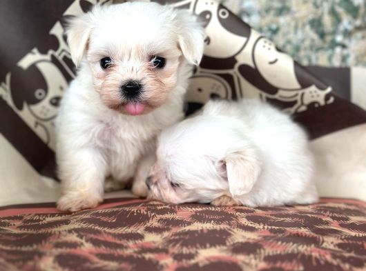 Teacup Maltese Terier