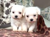 Teacup Maltese Terier