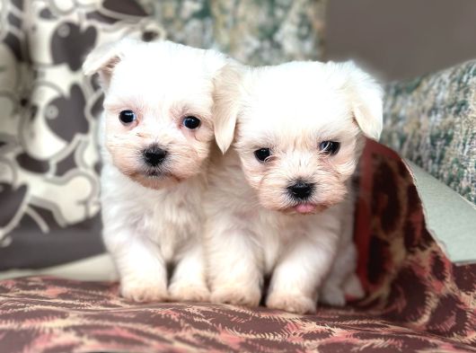 Teacup Maltese Terier görsel