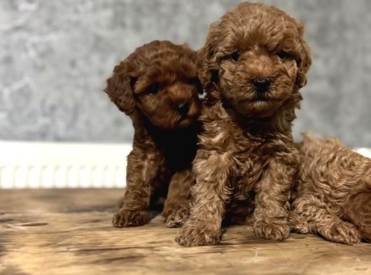 Teacup Poodle Yavrular görsel