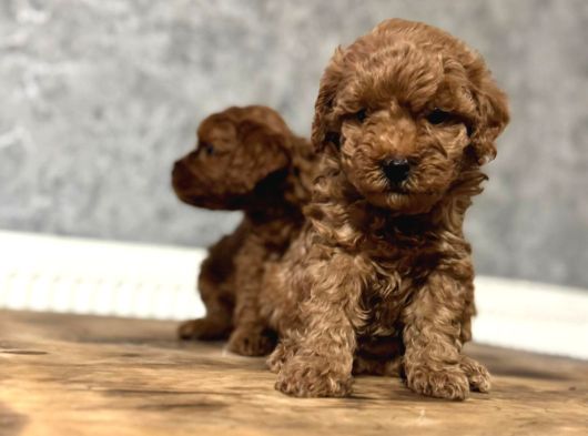 Teacup Poodle Yavrular görsel