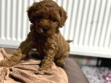 Teacup Poodle Yavrular