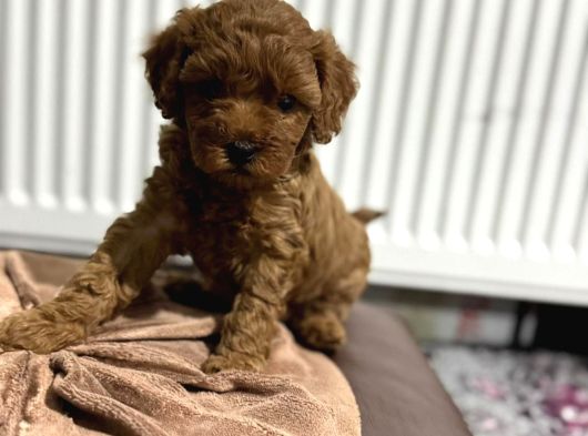 Teacup Poodle Yavrular görsel