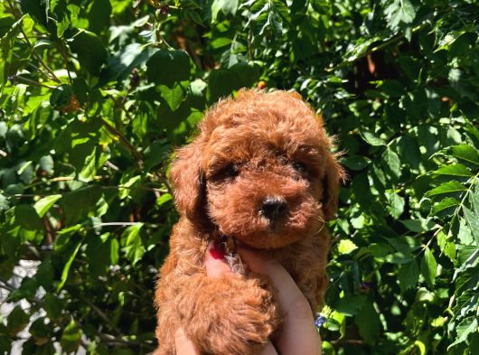 Teacup Poodle Yavrular