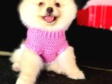 Ayı Surat Pomeranian Boo