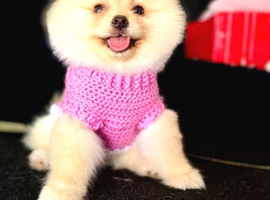 Ayı Surat Pomeranian Boo görsel