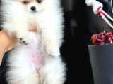 Ayı Surat Pomeranian Boo
