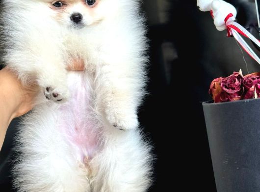 Ayı Surat Pomeranian Boo görsel