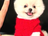 Ayı Surat Pomeranian Boo