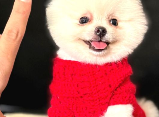 Ayı Surat Pomeranian Boo görsel