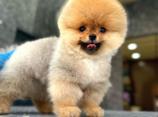 Ayı Surat Pomeranian Boo görsel