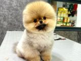 Ayı surat pomeranian boo