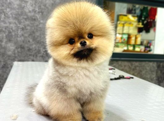 Ayı Surat Pomeranian Boo