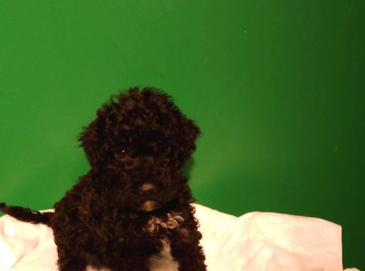 Mükemmel Si̇yah Toy Poodle Yavrularimiz