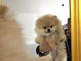 Dünyalar tatlısı Pomeranian Yavrumuz