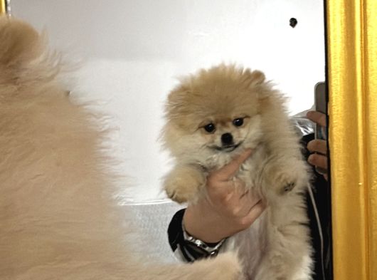 Dünyalar Tatlısı Pomeranian Yavrumuz