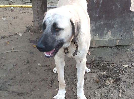 Genç Kangallar görsel