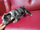 Safkan ırk garantili fransız bulldog yavrularımız