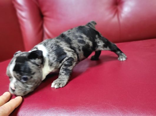 Safkan Irk Garantili Fransız Bulldog Yavrularımız