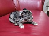 Safkan Irk Garantili Fransız Bulldog Yavrularımız