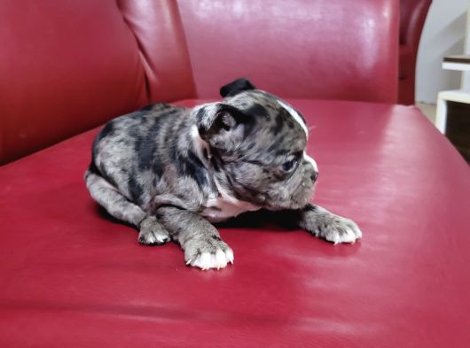 Safkan Irk Garantili Fransız Bulldog Yavrularımız görsel