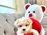 A kalite maltipoo yavrularım