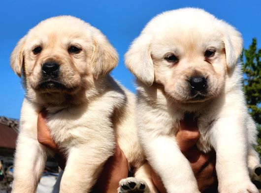 Safkan A Kalite Labrador Bebekler görsel