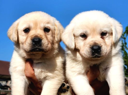 Safkan A Kalite Labrador Bebekler