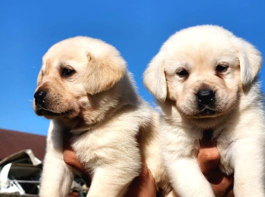 Safkan A Kalite Labrador Bebekler görsel