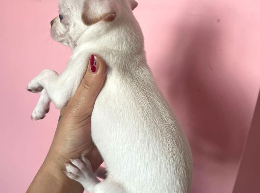 Elma Kafa Mini Boy Şivava Bebekler görsel