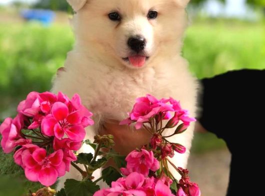 Karbeyaz A Kalite Samoyed Yavrular