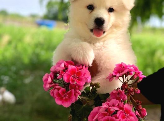 Karbeyaz A Kalite Samoyed Yavrular görsel