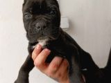İri Baş Iri Kemik Cane Corso Bebekler