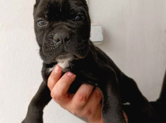 İri Baş Iri Kemik Cane Corso Bebekler görsel