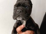 İri Baş Iri Kemik Cane Corso Bebekler